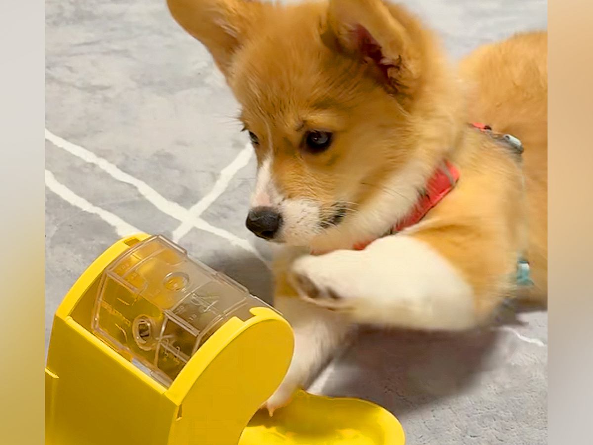 オヤツが入ったおもちゃで遊ぶ子犬→思った以上に手が短くて…一生懸命すぎる『悶絶級の光景』が273万再生「手伝ってあげたいw」「可愛い」
