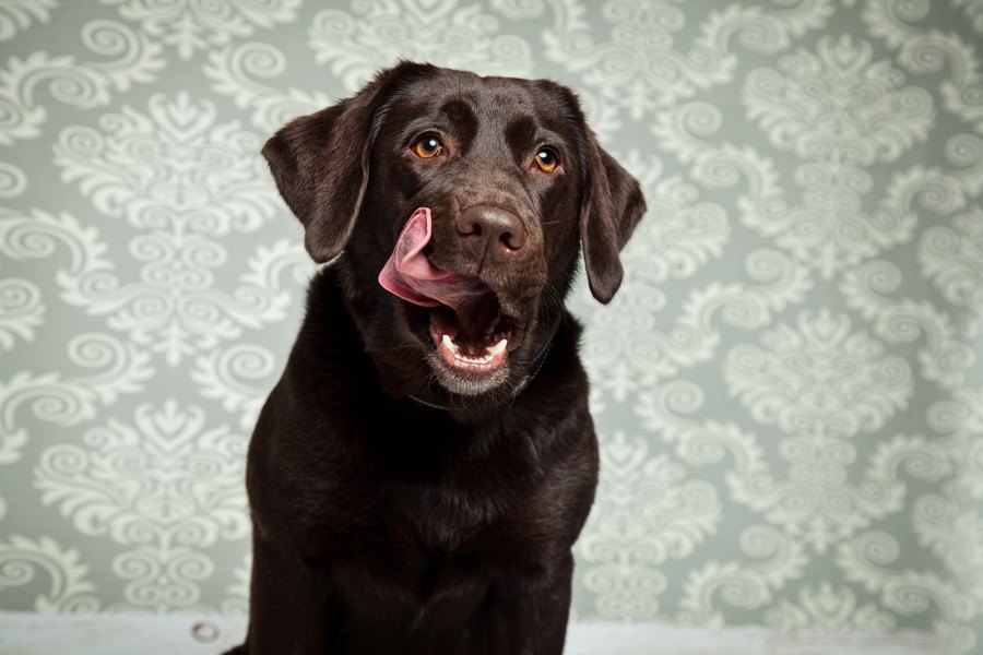 犬の『ご飯の時間』はいつにするべき？毎日同じ時間にあげた方が良いの？