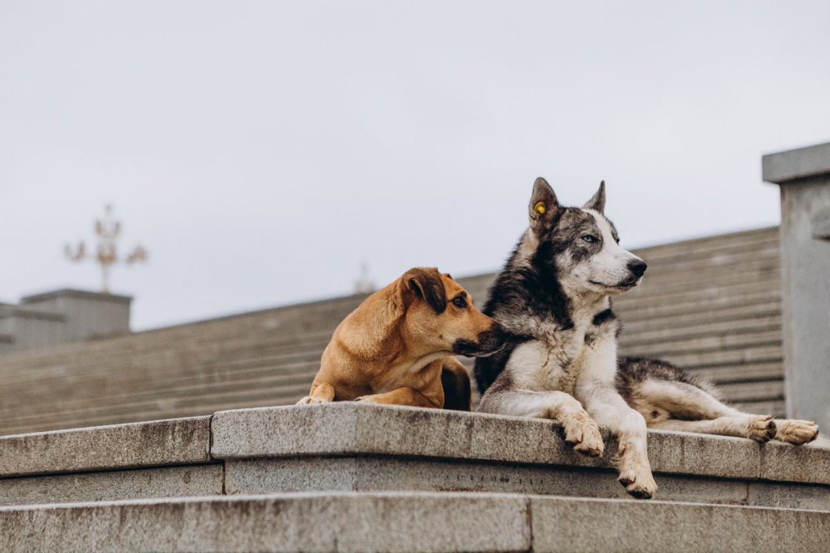 社会の中での犬の役割は人々の犬の扱いと関連しているという研究結果