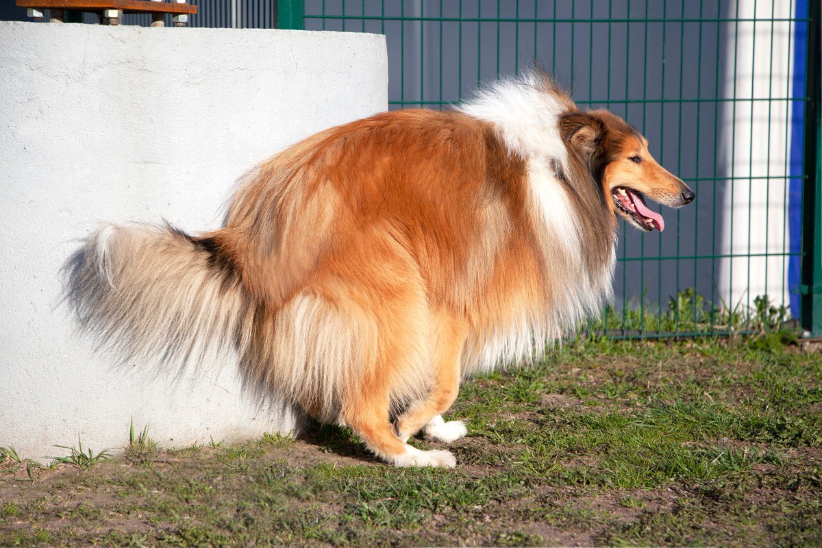 犬がトイレ中にみせる仕草や行動５つ　どんな心理が隠されているの？飼い主が取るべき対応まで