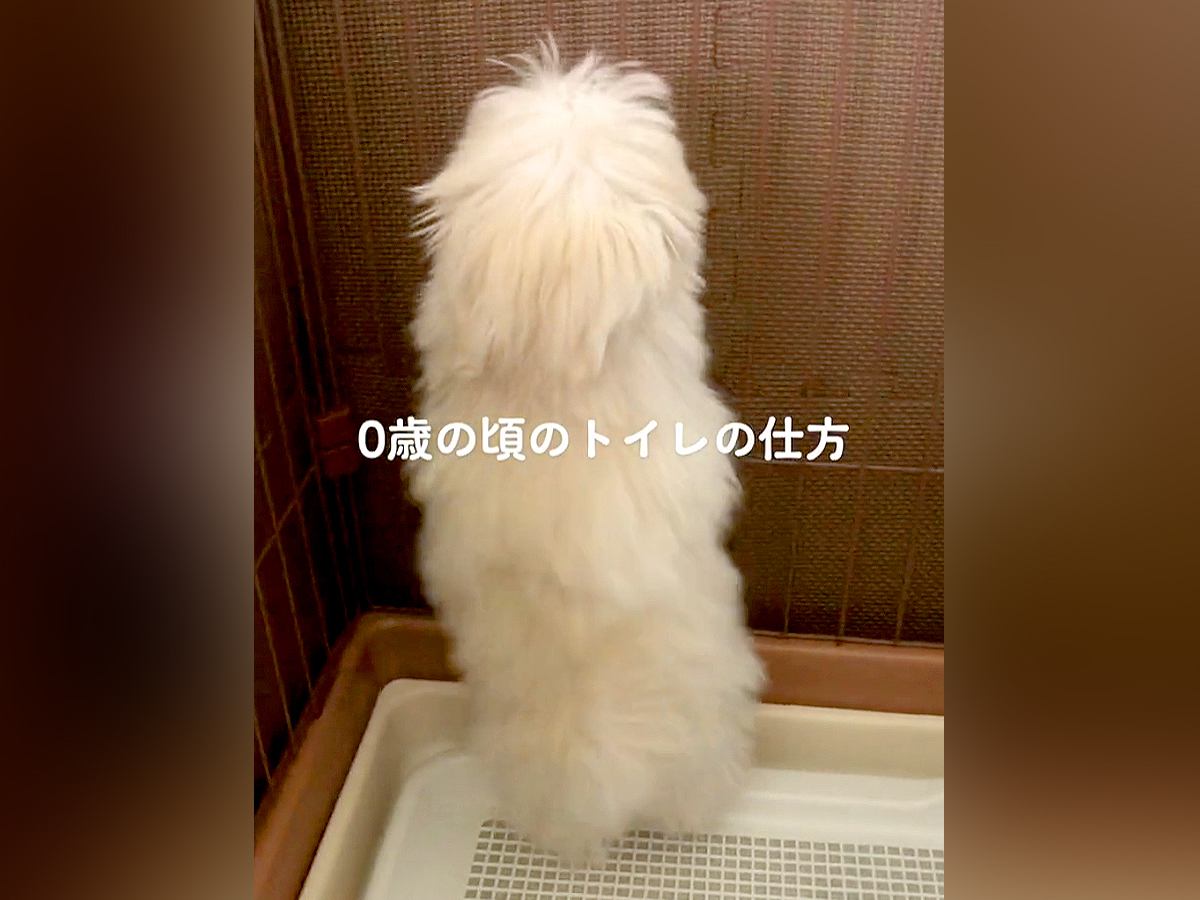 『誰が教えたのｗｗ』犬のトイレの様子を赤ちゃんの時から記録→1歳になったら…まさかの光景に爆笑「フラダンス？」「うちも同じｗ」の声