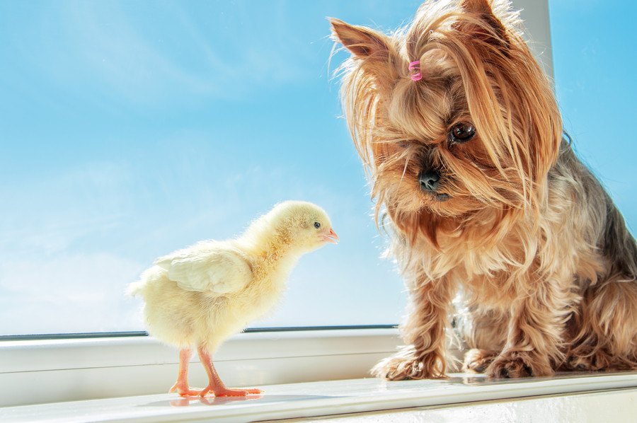 犬と小動物は一緒に暮らせる？トラブルを防ぐ対策