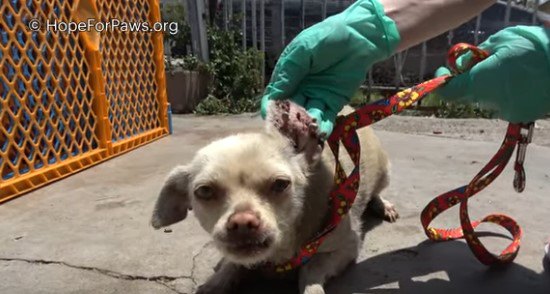 大量のダニに侵された4匹の犬は30羽のインコ共に捨てられた