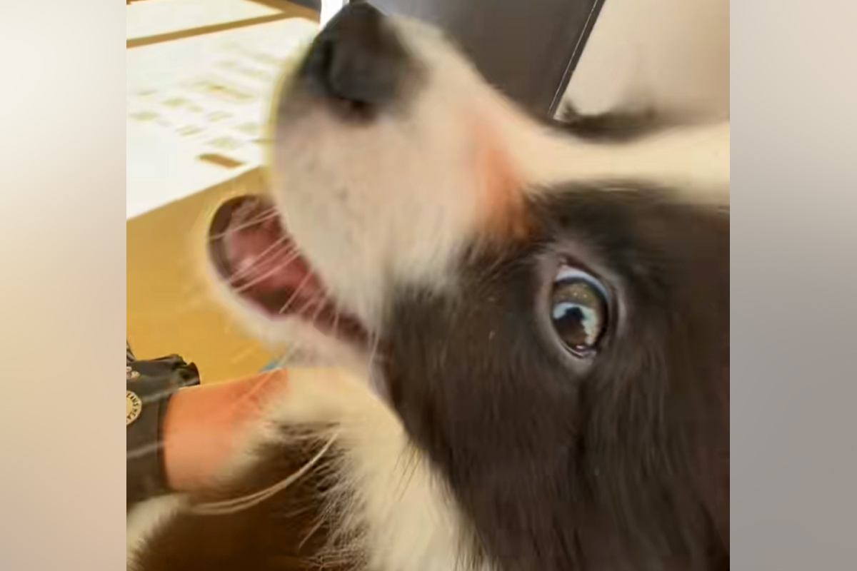 初めて『動物病院』にやってきた子犬→待合室で怖くなってしまい…『恐怖で泣いちゃう光景』が10万再生「可愛すぎる…」「抱きしめてあげたい」