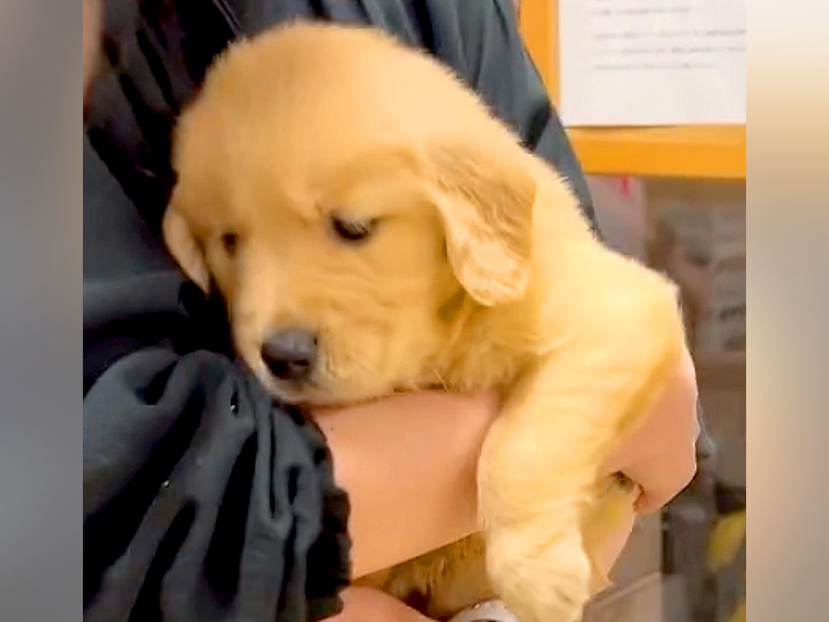 『こんなに小さかった2匹の赤ちゃん犬が…』わずか半年後→完全に大型化した『驚きのビフォーアフター』に「あっという間」「可愛い」の声