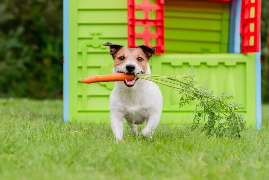 犬が食べたらNGな夏野菜５選