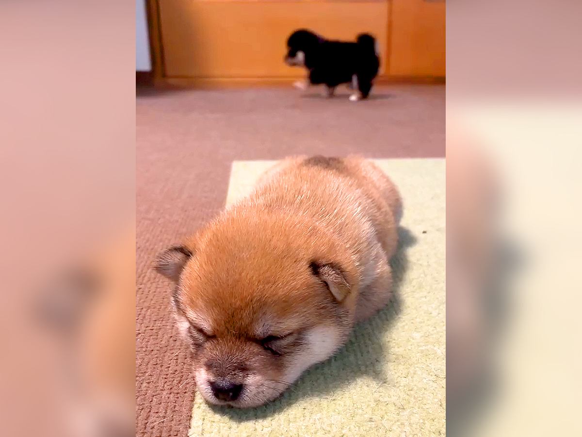 2匹の赤ちゃん犬を観察していたら、個性が爆発…それぞれの行動が『対照的すぎる』と451万再生「静と動ですね」「国宝級の可愛さｗ」と悶絶