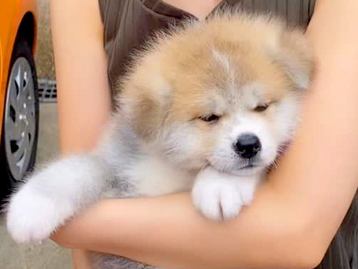 サプライズで『おばあちゃんに秋田犬の赤ちゃんを見せた』結果…あたたかすぎる『素敵な反応』が289万再生「どっちも可愛い」「愛に溢れてる」