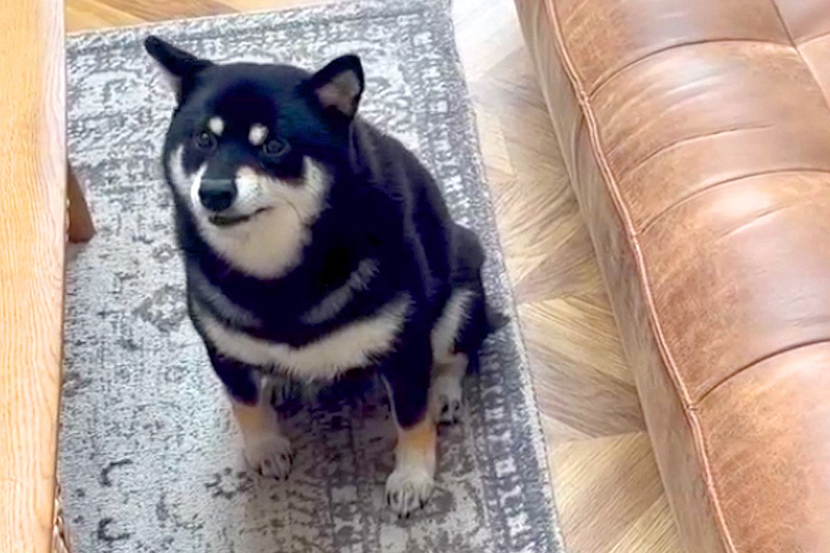 『歌上手いのにｗｗ』パパの歌声にブチギレる犬→高音が嫌なのかと思い、低音で歌った結果…辛辣な光景が83万再生「1番いいところｗ」「爆笑」