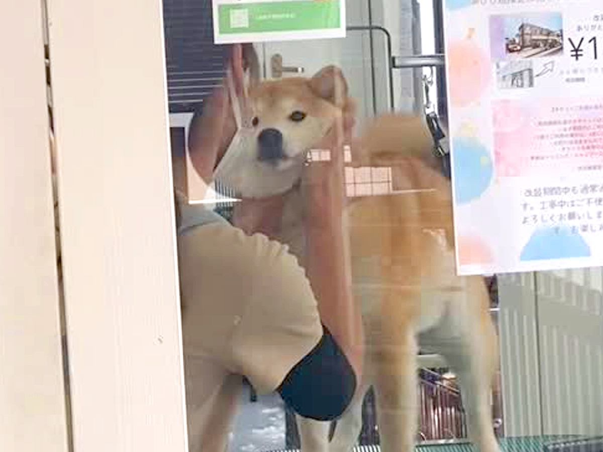 トリミングサロンへ犬をお迎えに→窓越しに気付いた瞬間…とんでもなく尊い『感情爆発する光景』が39万再生「涙腺崩壊した」「幸せなのわかる」