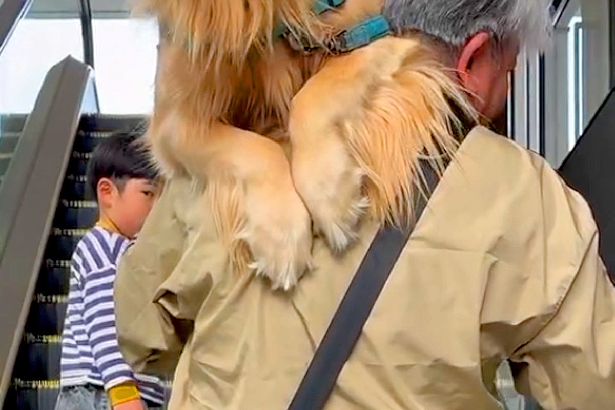 アウトレットで『エスカレーター』を怖がる大型犬→仕方ないので抱っこをして…人間の子どものような光景に「甘えん坊さん」「パパお疲れさま」の声