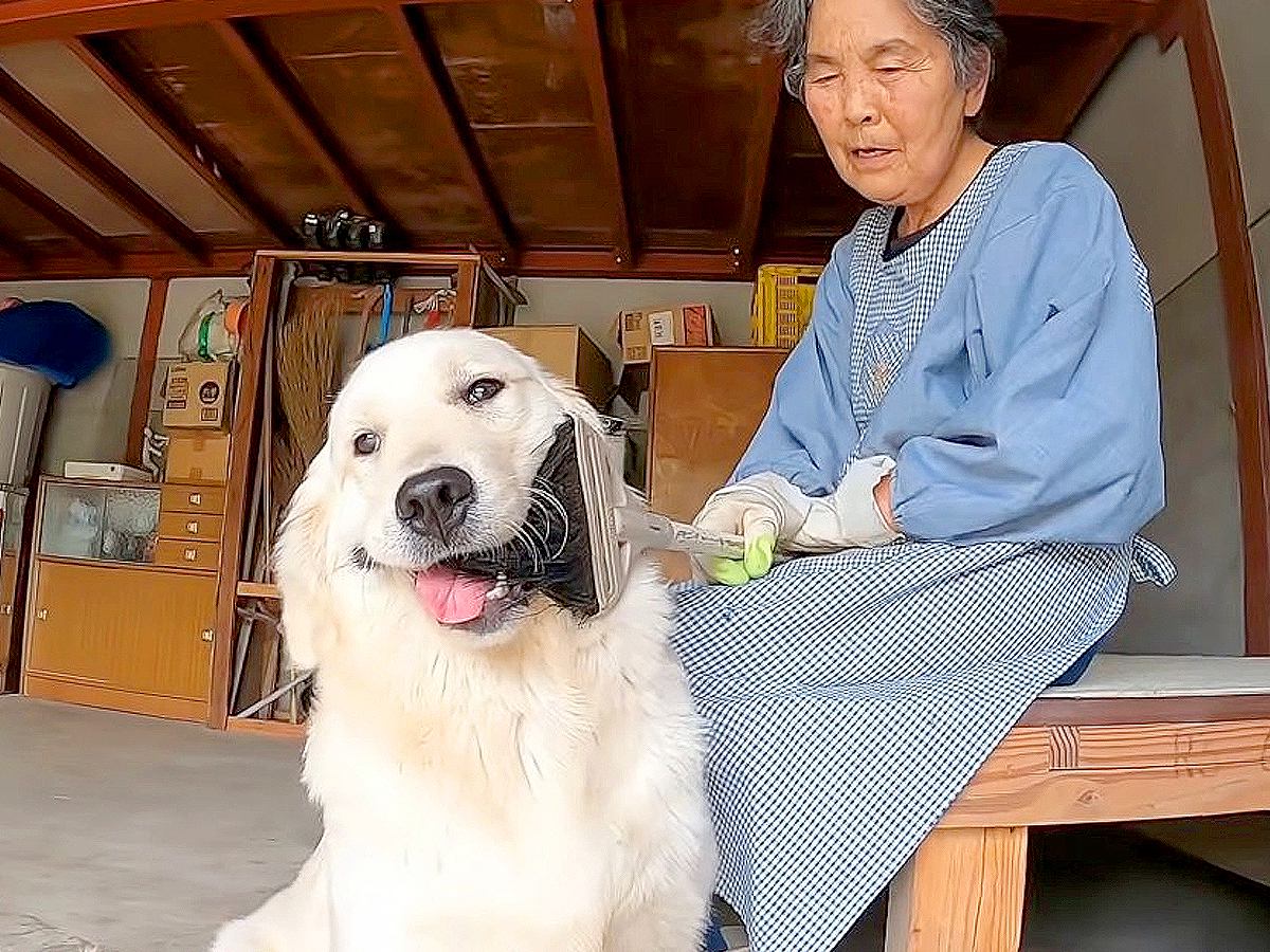 田舎に住む『大型犬とおばあちゃん』を覗いてみたら…可愛すぎるやり取りに多くの反響「孫のようですね」「平和すぎる」と羨望の声も