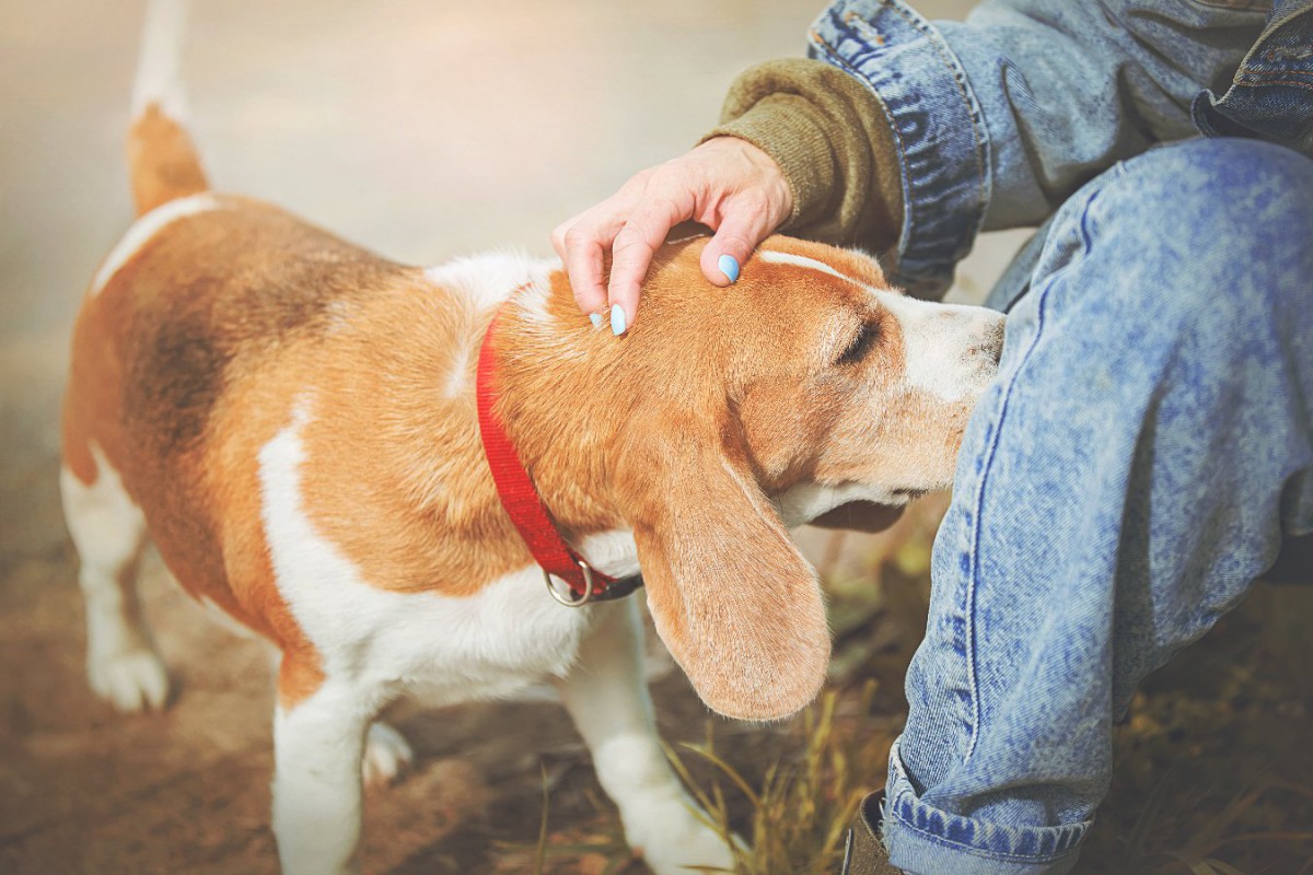 犬は匂いを辿る時、その先に誰がいるか認識している【研究結果】