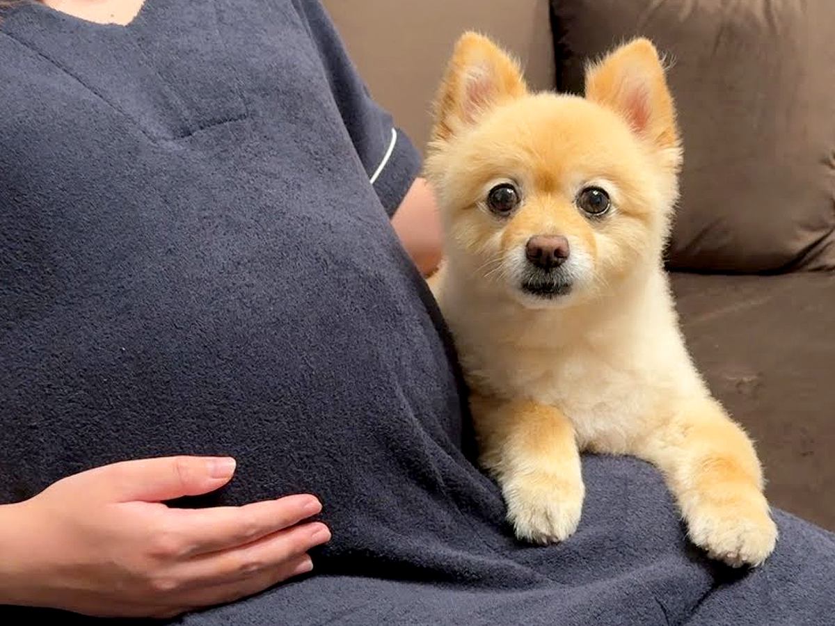 今月出産予定の妊婦さん→ママのお腹に『赤ちゃんがいる』と気付いた犬が…涙溢れる『まさかの行動』が27万再生「泣けた…」「神秘的で感動」