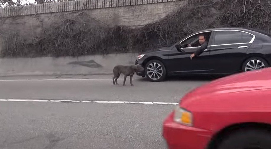 「高速道路に犬がいる！」危険な場所をさまようピットブルの保護