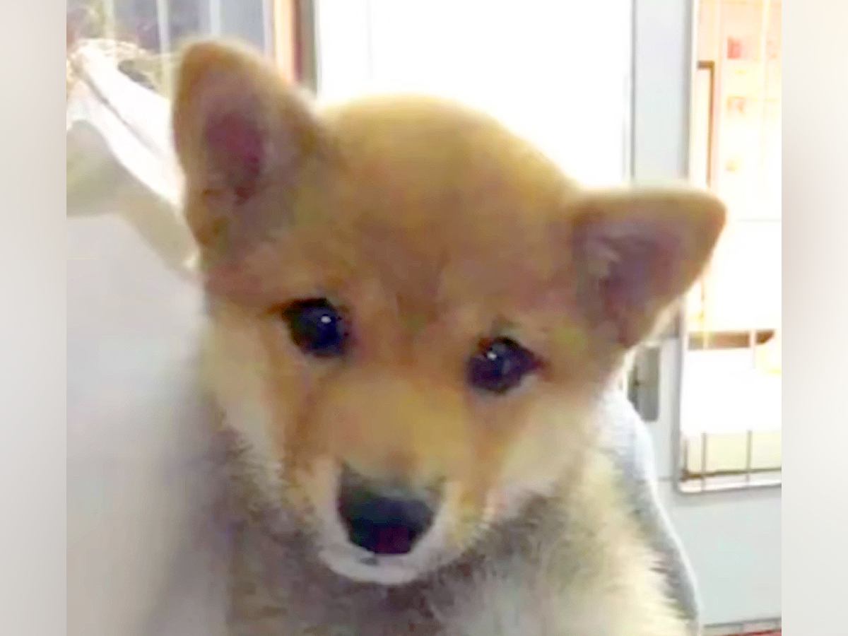『病気で売りものにならない』と言われた子犬→息子が『病気やとあかんの？』とポツリ…涙が出る5年後の光景が76万再生「幸せそうなお顔…」