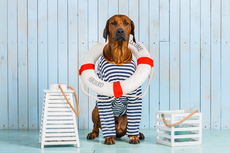 ペットと一緒に船旅┃愛犬と乗れるおすすめフェリー