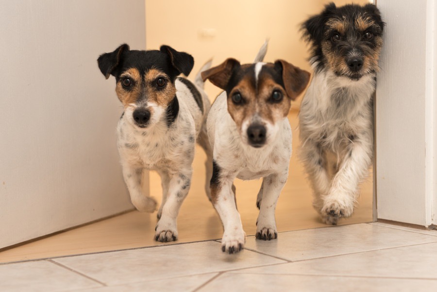 犬を多頭飼いしているときのお留守番で注意したい2つのこと