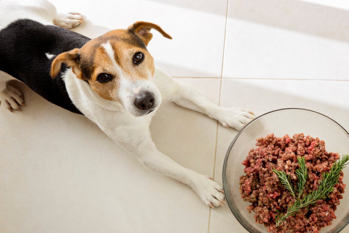 犬への生肉給餌に対して英国の獣医師協会が獣医に対して注意喚起