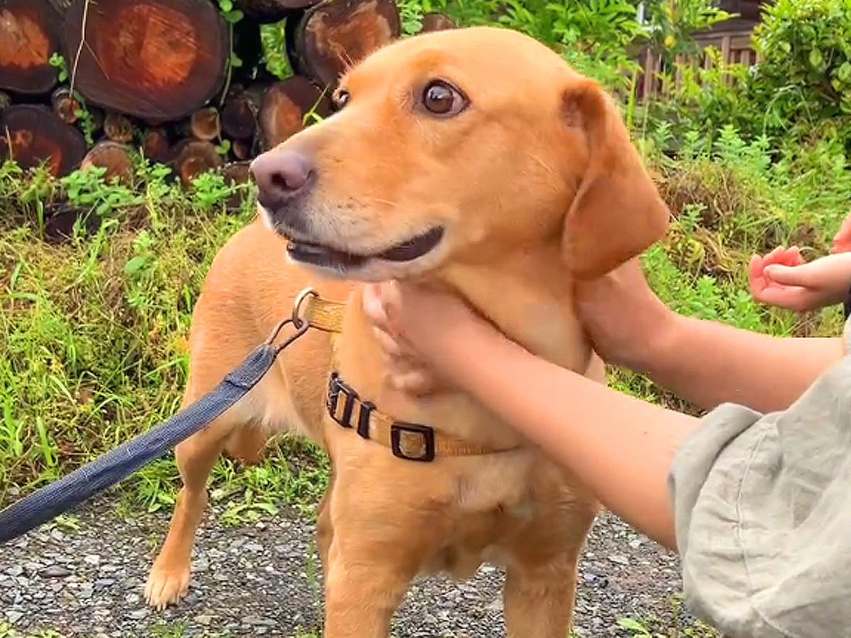 『飼い主を亡くした犬』の物語に涙腺崩壊…『あたらしい幸せ』を手に入れる軌跡が21万再生「涙が止まりません」「本物の愛」感動と賞賛の嵐