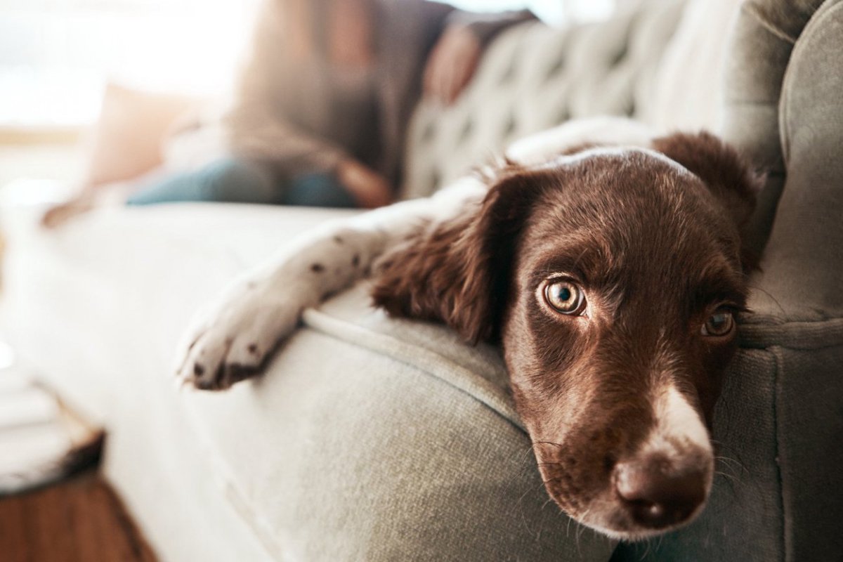 犬が人に『不信感を抱く』NG行為5選　飼い主を信頼できなくなる要因やいい関係性を築く方法まで