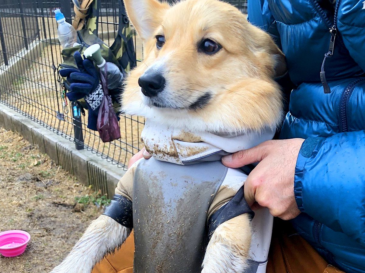 短足犬が『雨の日に遊んだ』結果…あまりにも大きすぎる『代償』を捉えた光景が134万表示「厚底ブーツを履くしか…」「満足そうな顔で草」