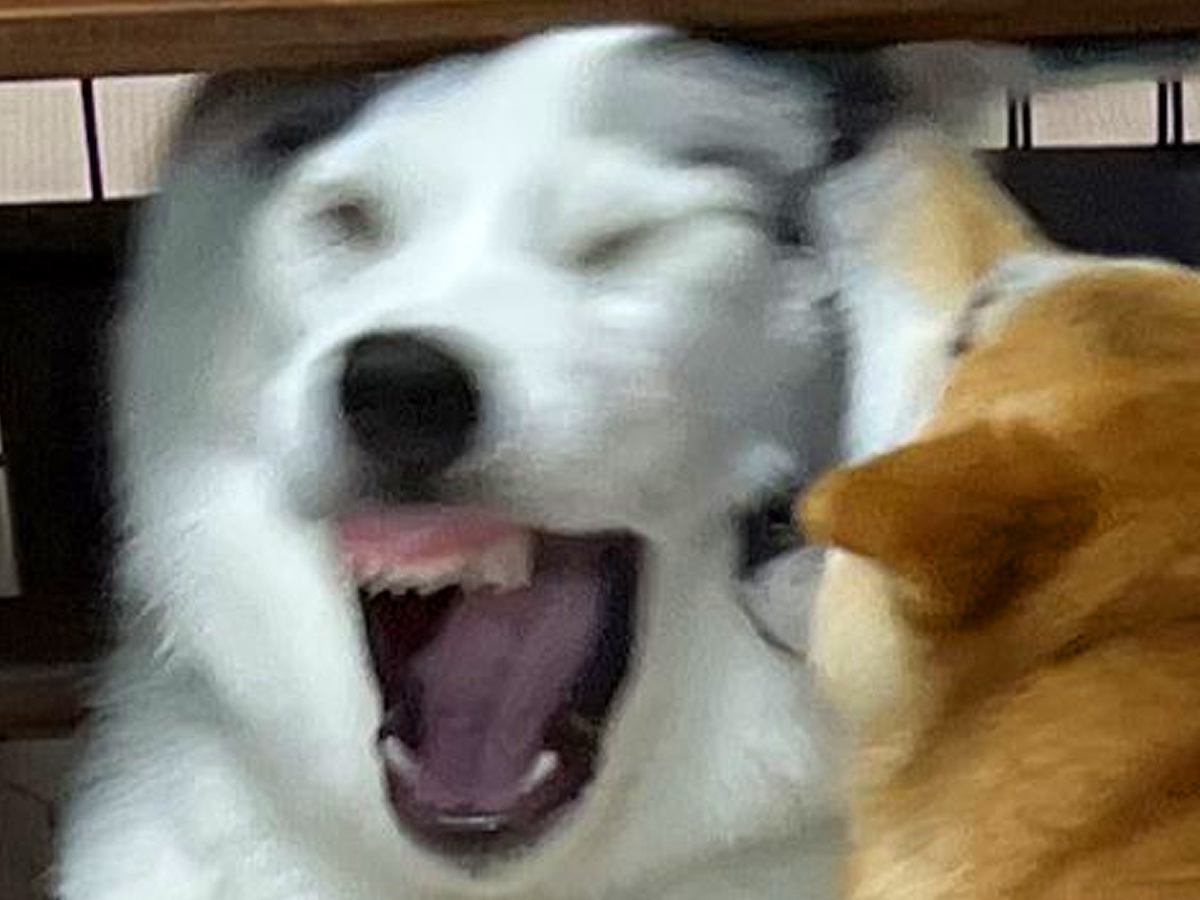 ハスキー犬が『先輩犬たちを敵に回した』結果…まさに四面楚歌？絶体絶命すぎる光景が80万表示「体は一番大きいのにｗ」「歯茎がｗｗ」と爆笑