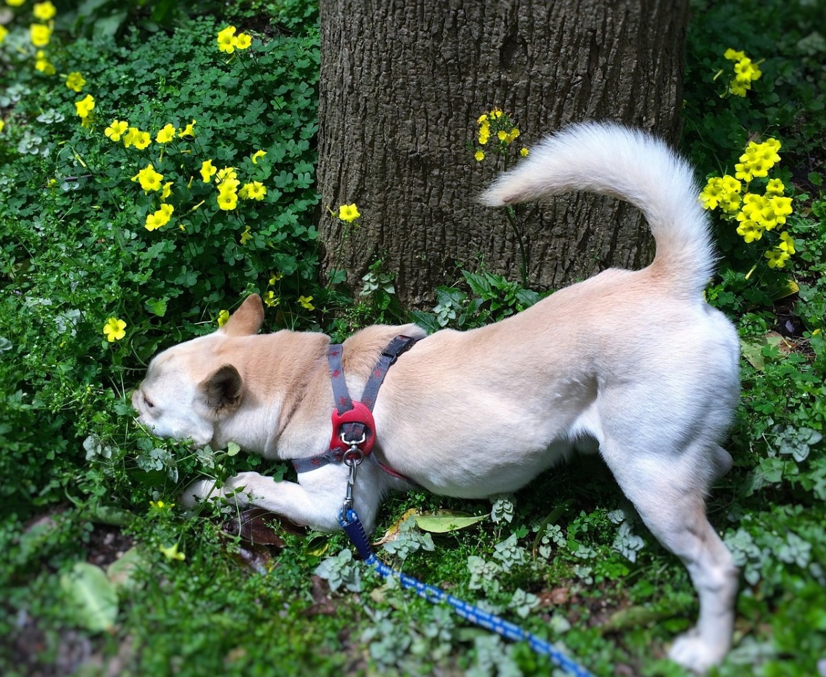 犬が掘る理由！行動ごとの意味を知ろう