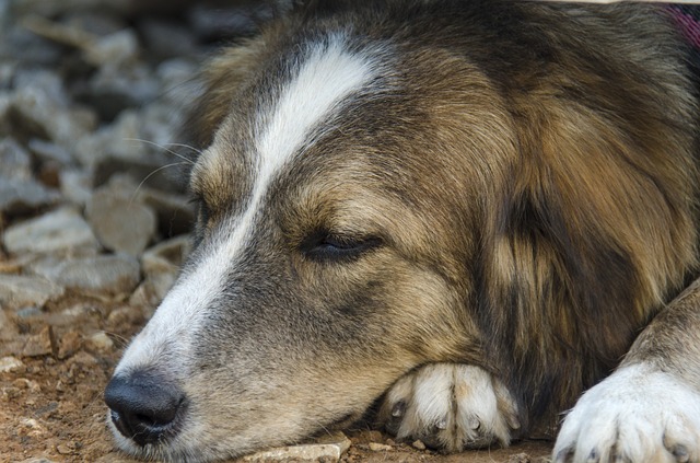 犬のアレルギー検査の費用はどのくらい？必要性は？検査方法についても