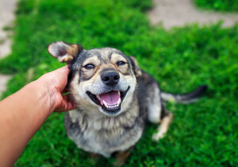 犬が嬉しい気持ちになる『褒め言葉』4選　愛犬のモチベーションを高める伝え方とは？