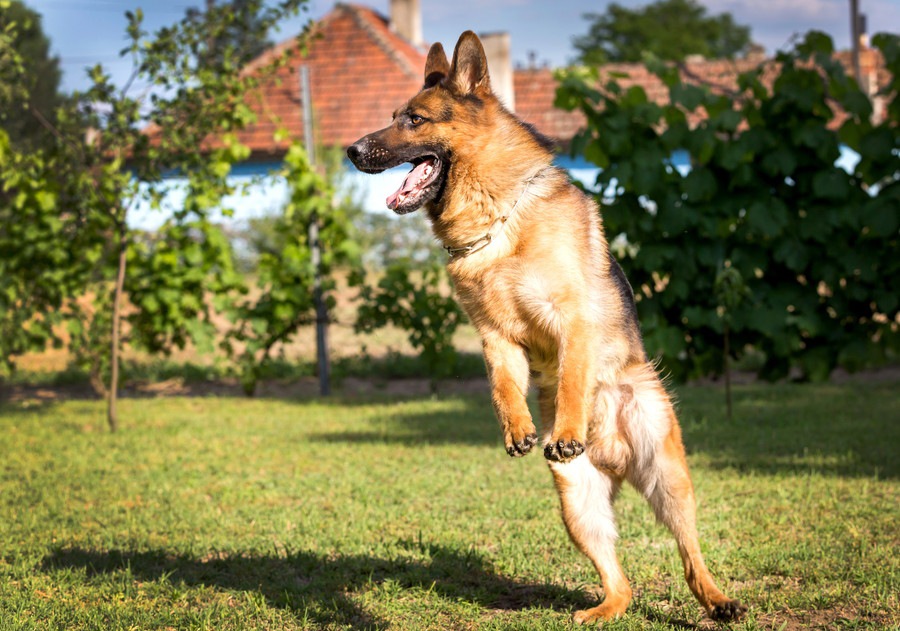 犬が元気すぎる時に気を付けたい４つの事と落ち着いてもらう方法