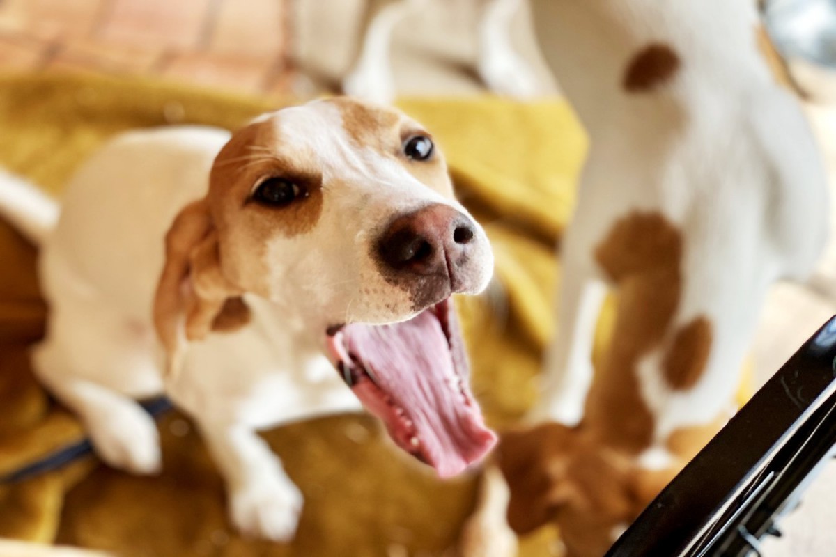 犬が家の中で吠え続ける…！主な理由とやめてもらうための対処法を解説