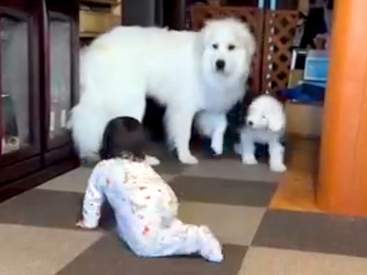 大喧嘩をしていた超大型犬と子犬→1歳の女の子が近づくと…思いがけない『神対応』が192万再生「人間でもなかなかできない」「素晴らしい」