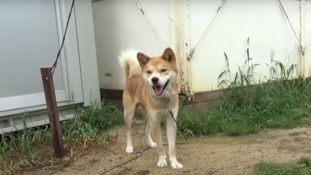 「辛いお菓子を食べたから脳障害」と譲渡対象外にされた犬のその後