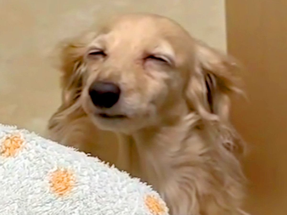 夜中、犬の具合が悪そうだったので４万円かけて夜間救急へ連れて行ったら…想定外だった『衝撃の診断結果』に63万いいね「確信犯ｗ」「演技派」