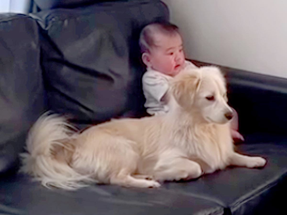 赤ちゃんと犬の日常を撮影→まるで『本当の兄妹』のように…微笑ましすぎる光景に反響「なんて可愛いの」「仲良しで癒される」と4万再生