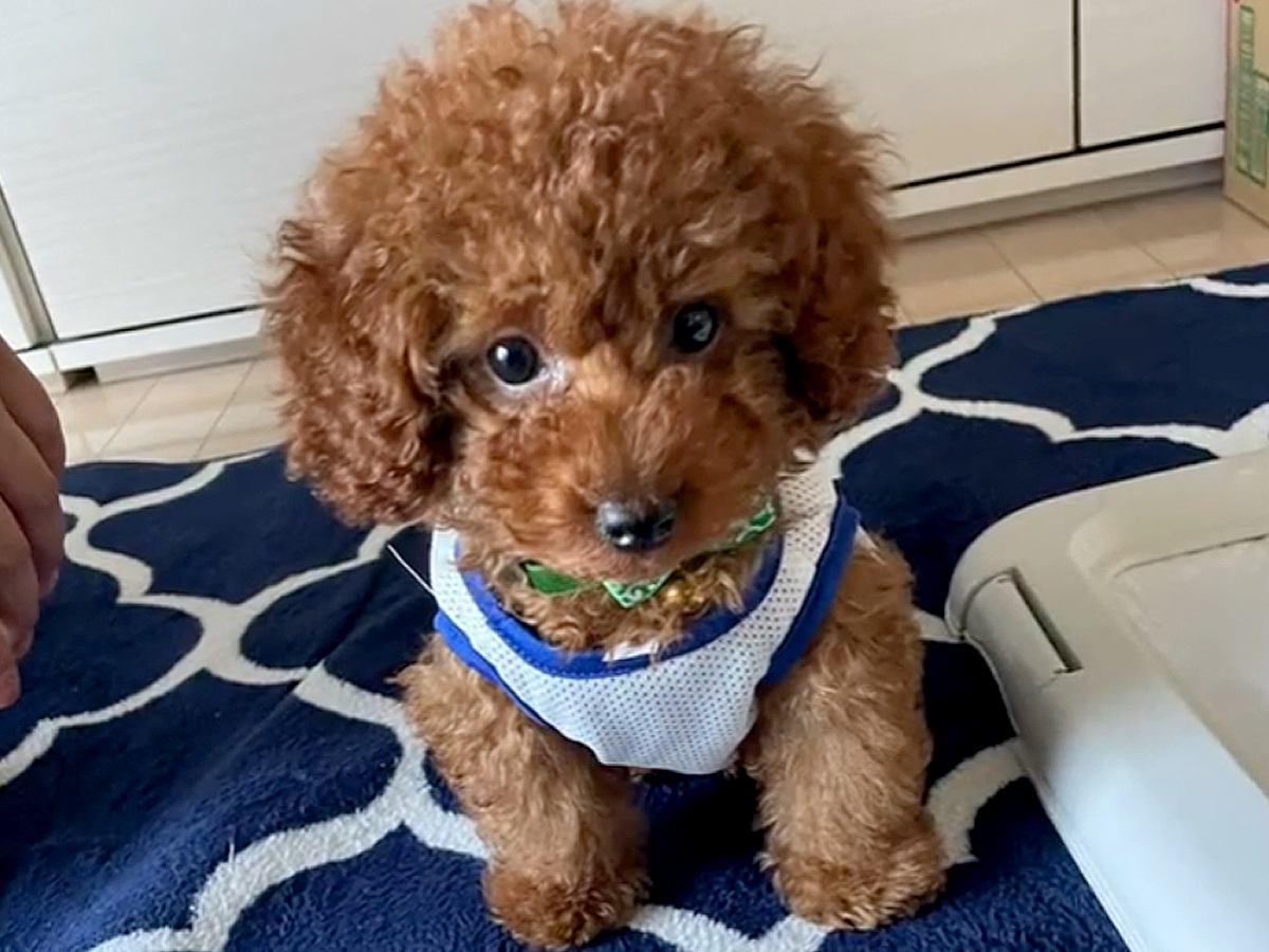 『どんなに大きくなっても3.5キロ』と言われた犬を飼った結果…まさかの『約2倍のデカさに育った光景』に「愛情の分」「可愛すぎる」の声