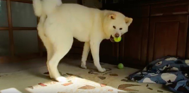 ボールラブな秋田犬。でも本当に好きなのは・・・？