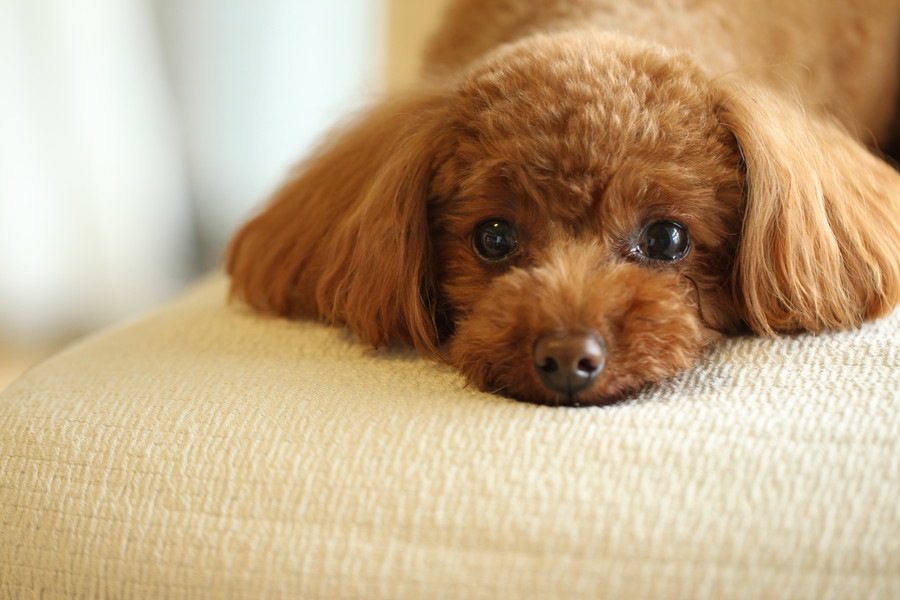 犬が飼い主の機嫌をうかがう３つの理由