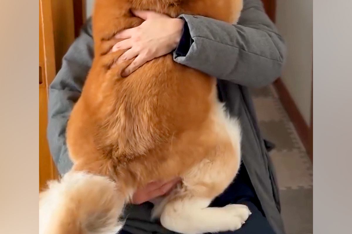 仕事を早上がりした男性→家に帰ると『秋田犬』が抱っこをおねだりして…『自分の大きさを分かっていない光景』に反響「大好きなんだ」「可愛い」