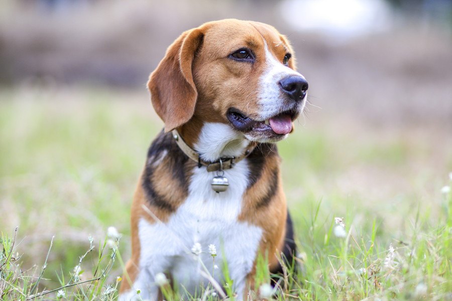 犬が口をプルプルさせている時の心理３選