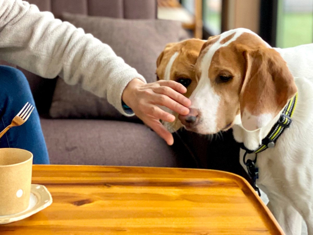 それ逆効果かも！愛犬を不幸にする『NGな甘やかし』4つとその危険性を解説