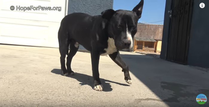 仲良し男女犬をレスキュー。萎縮していたのは痛みのせい？