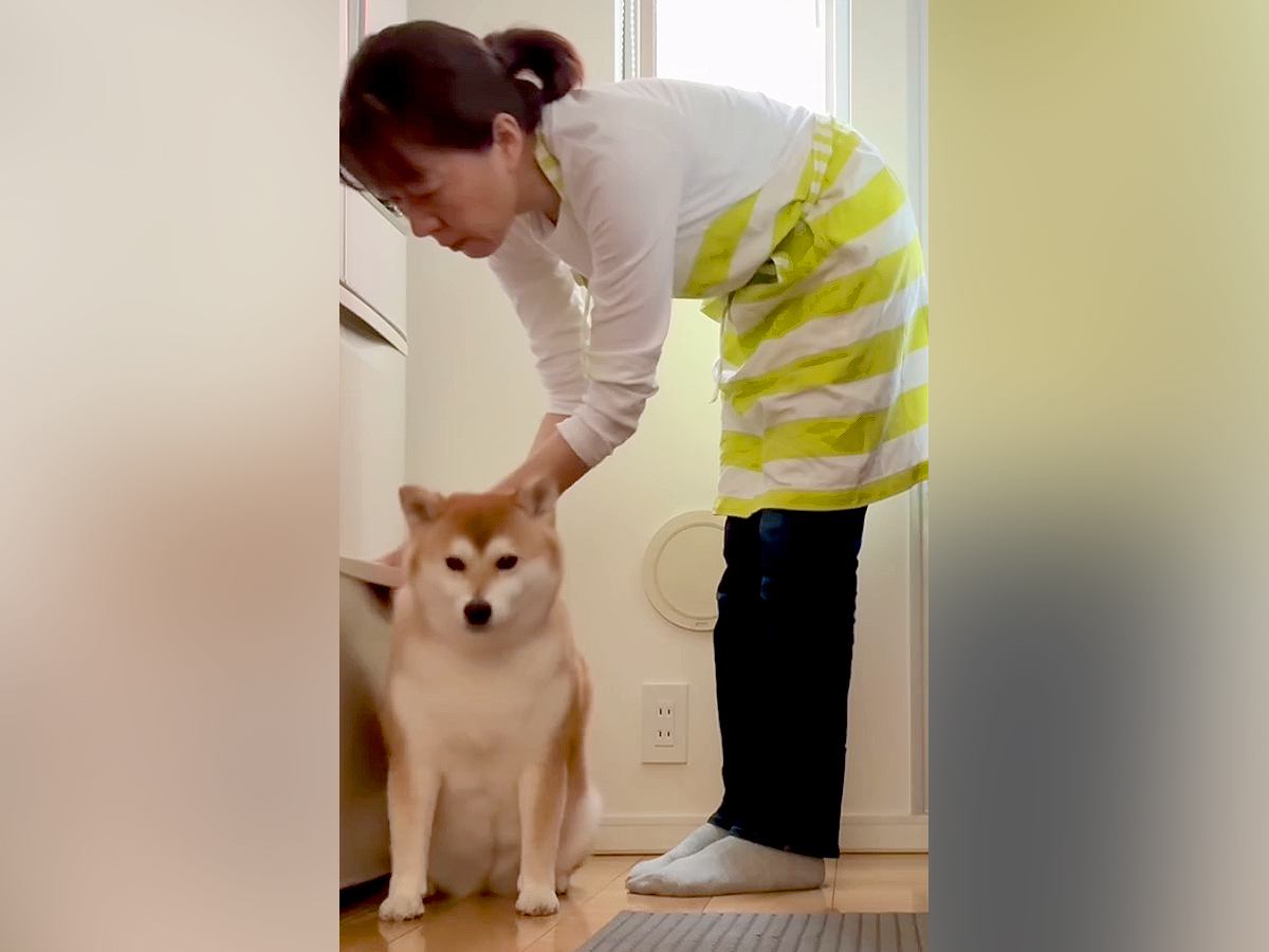 絶対に冷蔵庫の前から動かない犬→必死の交渉を重ねた結果…『まさかの結末』が微笑ましいと15万再生「原状回復してて草」「可愛すぎｗｗ」の声
