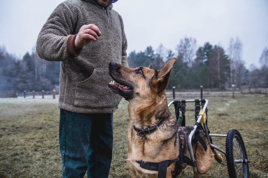 犬の歩行器の選び方やおすすめ商品、手作りする方法まで