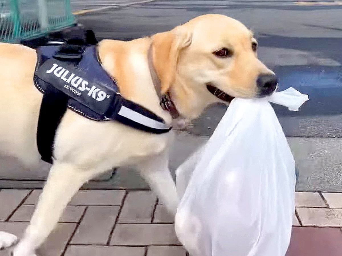 ショッピングセンターで『愛犬にプレゼントを購入した』結果…大喜びで見せた『可愛すぎる行動』に絶賛の声「嬉しそう」「お手伝いが上手だね」