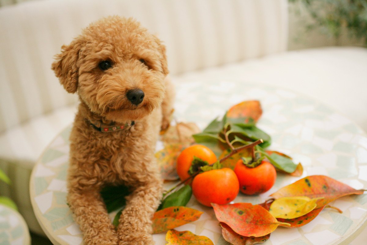 愛犬と楽しみたい秋の味覚5選！与え方やおすすめの調理方法、注意点までを徹底解説