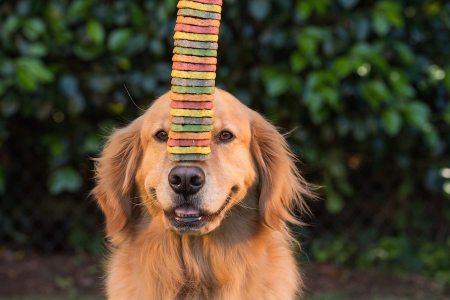 犬のごほうびにあげるオヤツはどんなものがいい？