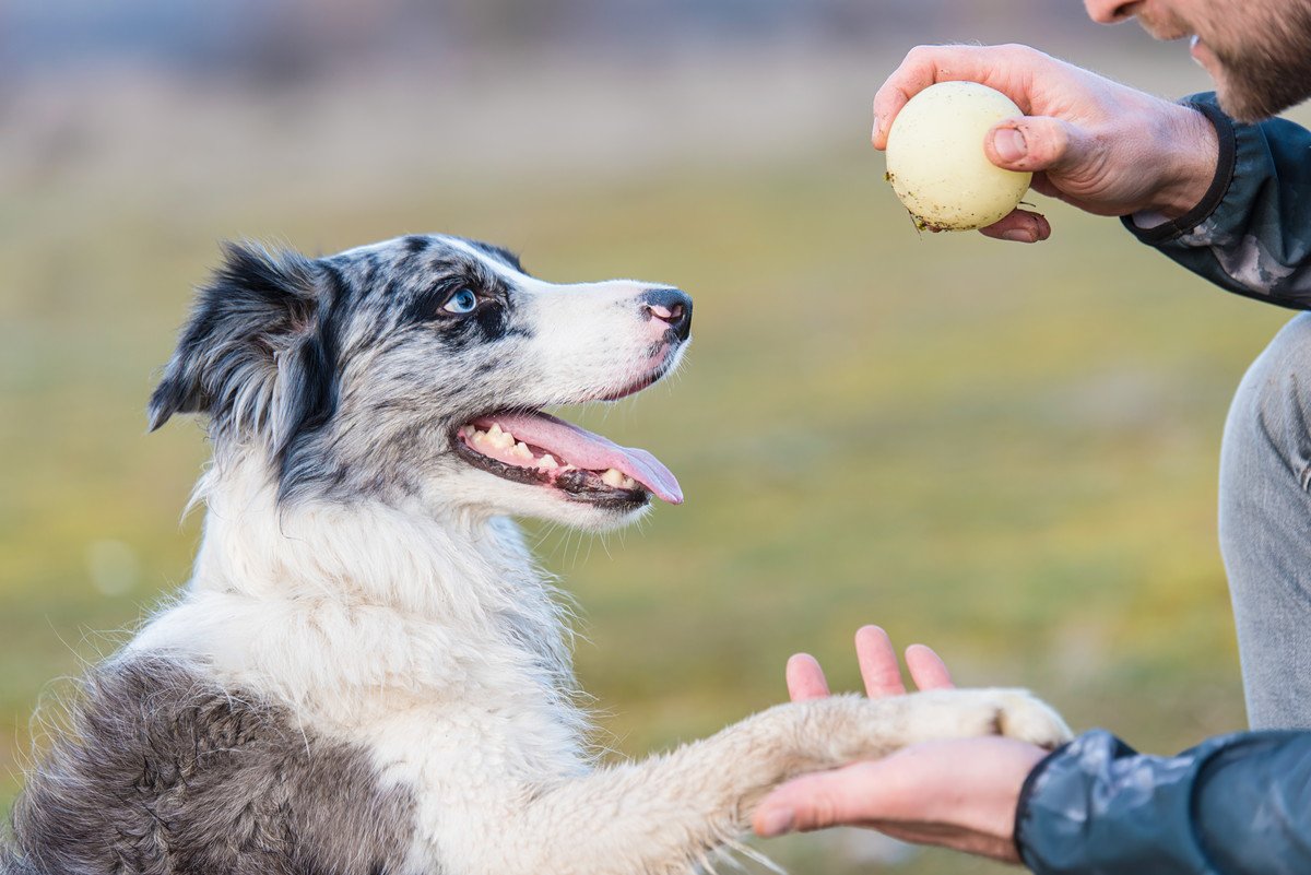 犬を『賢く育てる』方法とは？普段からできる愛犬の知能アップの秘訣とは