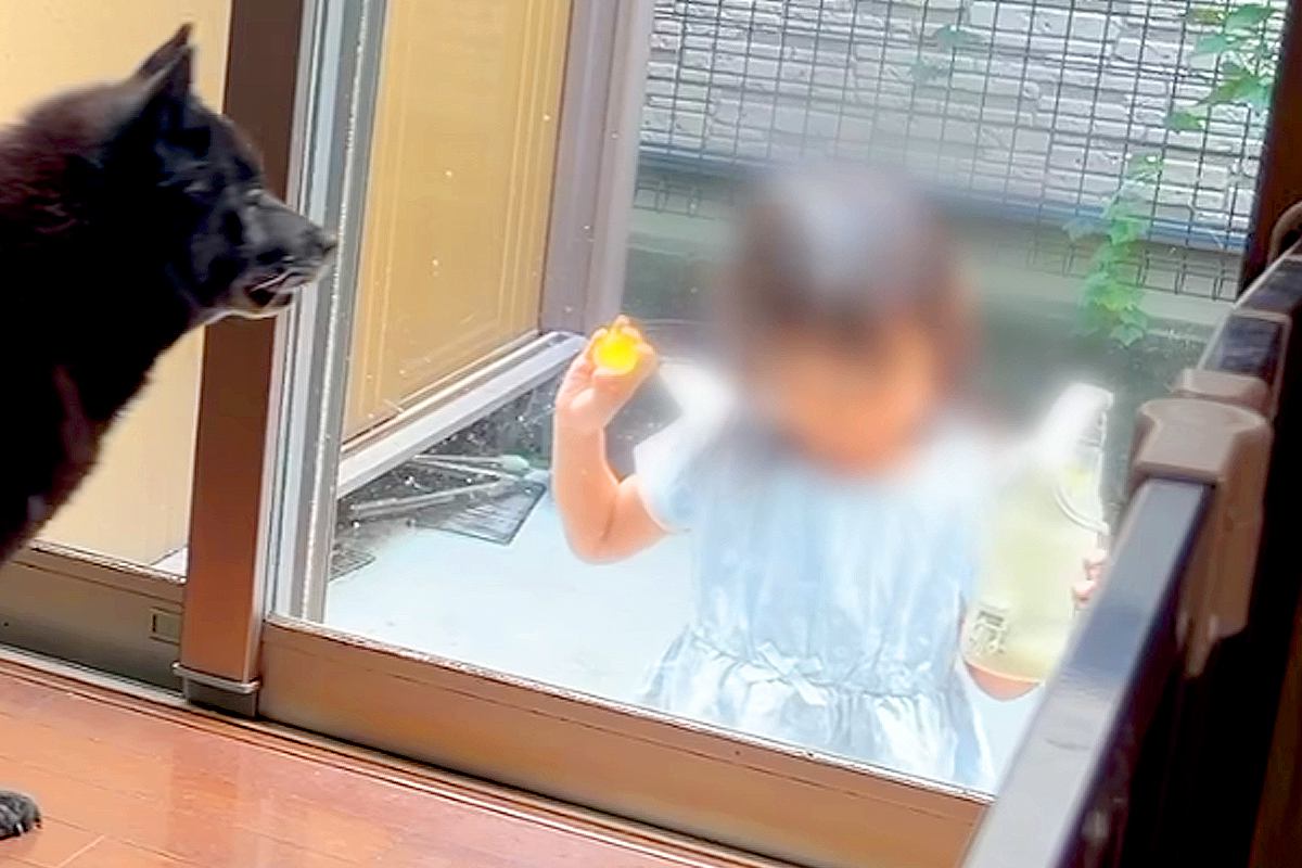 10日間、女の子と犬が離れ離れになった結果→帰宅時、窓越しに姿が見えた瞬間…素敵すぎる『再会の光景』が68万再生「よほど会いたかったんだ」